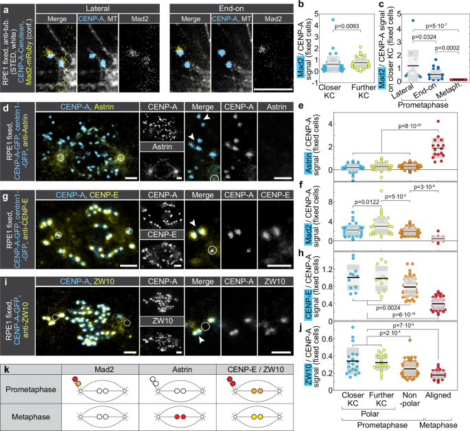 Fig. 5: Kinetochores on polar chromosomes in early intact mitosis bind Mad2, CENP-E, and ZW10, but not Astrin.