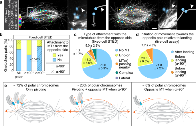 Fig. 6: Microtubules from the opposite side of the spindle facilitate the movement of polar chromosomes in the region close to the spindle surface.