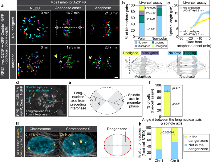 Fig. 7: Incomplete spindle elongation compromises passage across the pole for polar chromosomes located in the danger zone.