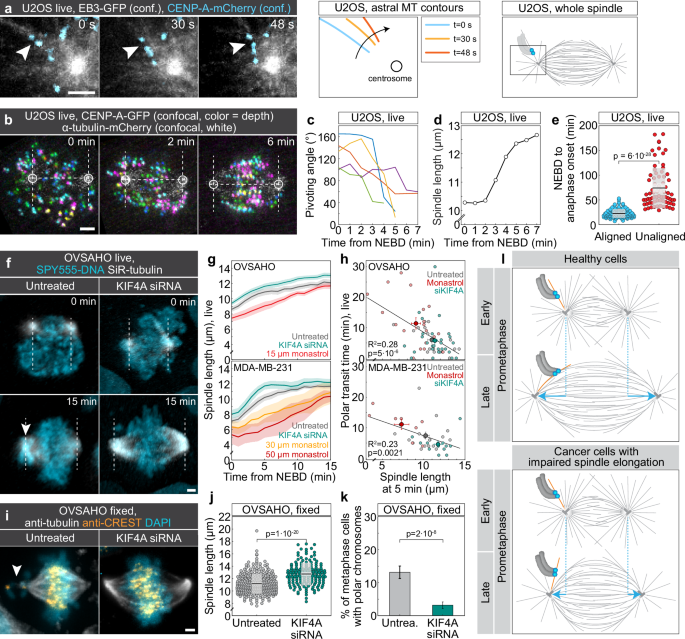 Fig. 8: Spindle elongation promotes chromosome alignment in cancer cell lines.