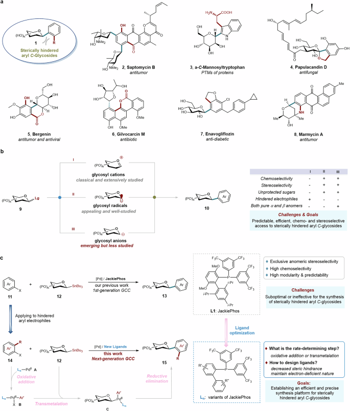 Fig. 1: The background and development of sterically hindered aryl C-glycosides.