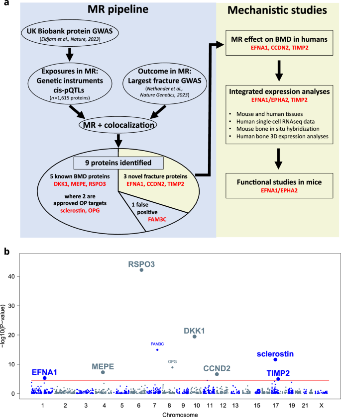 Fig. 1: Study design and genetic associations of circulating proteins with fracture risk.