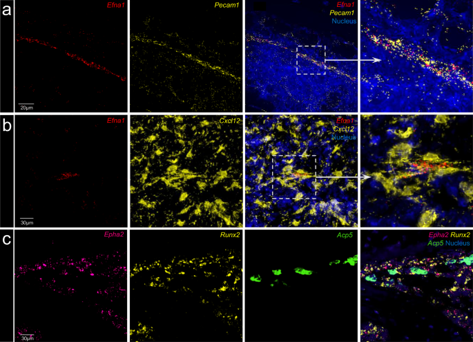 Fig. 2: Expressions of Efna1 and its receptor EphA2 mRNA in adult mouse long bone.