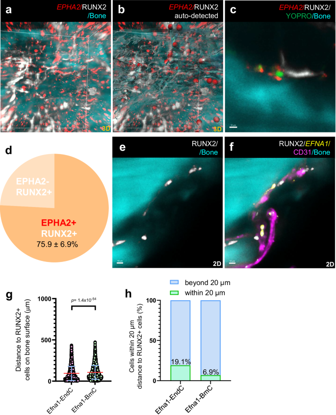 Fig. 4: Spatial analysis of EPHA2- and EFNA1-expressing cells.