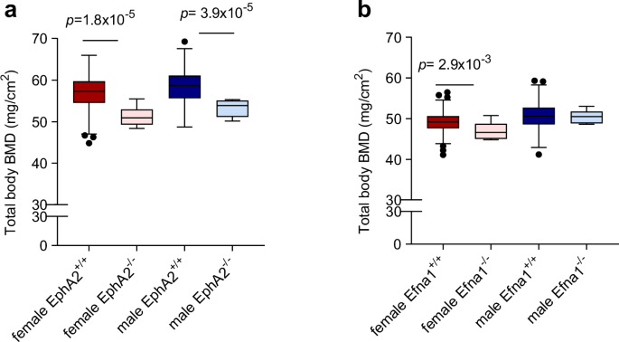 Fig. 5: Reduced total body bone mineral density (BMD) in EphA2-/- and Efna1-/- mice.