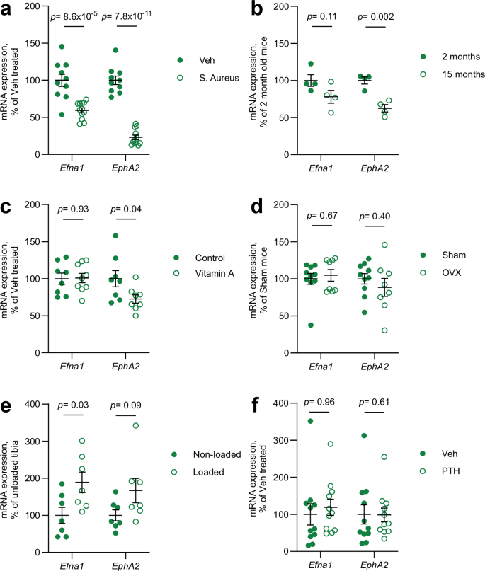 Fig. 6: Efna1 and EphA2 expression in different mouse disease models.