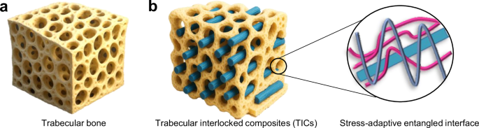 Fig. 1: Bioinspired trabecular interlock architecture with stress-adaptive interfacial design.