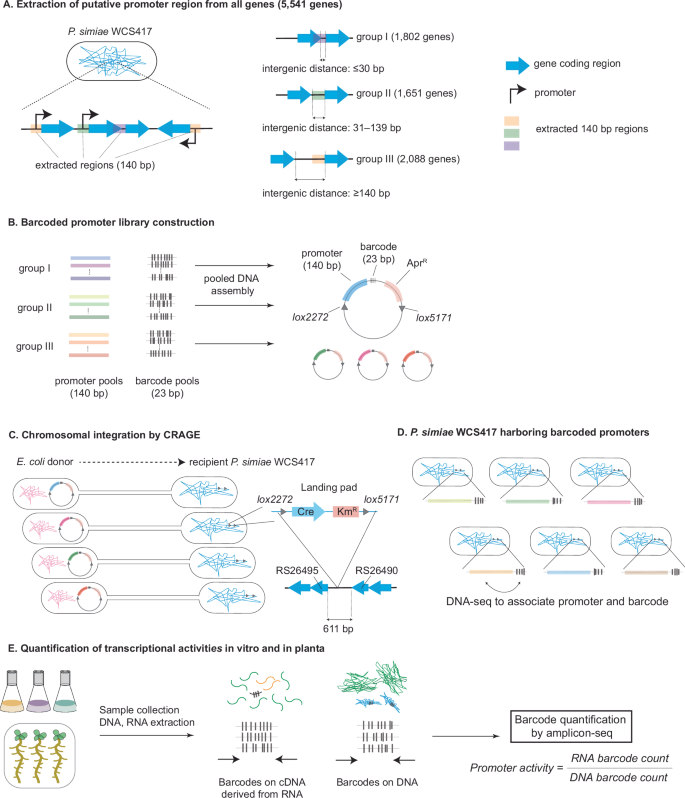 Fig. 1: Development of the PI-seq workflow.