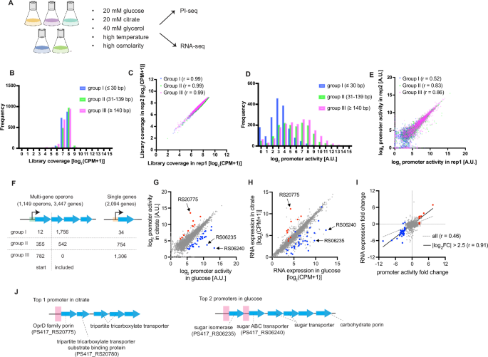 Fig. 2: Characterization of promoter activities in liquid cultures.