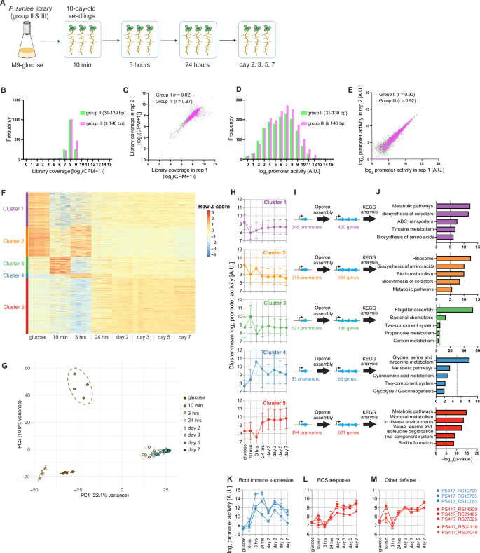 Fig. 3: Characterization of promoter activities during Arabidopsis root colonization.