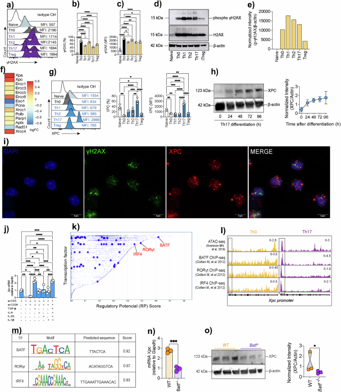 Fig. 2: XPC expression and DNA damage response during in vitro T cell differentiation.
