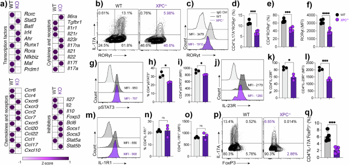 Fig. 3: Impaired differentiation and altered expression of key signaling molecules in XPC-deficient Th17 cells.