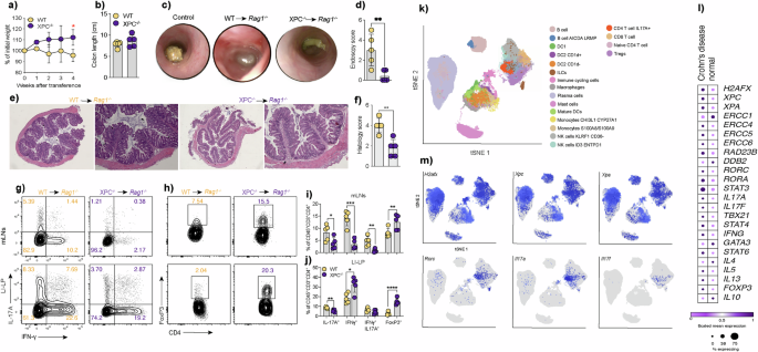 Fig. 4: Induction of colitis by CD4+ T cell transfer from WT and XPC-/- mice into Rag1-/- mice, and single-cell RNA-seq analysis of CD45+ cells from Crohn’s disease patients.