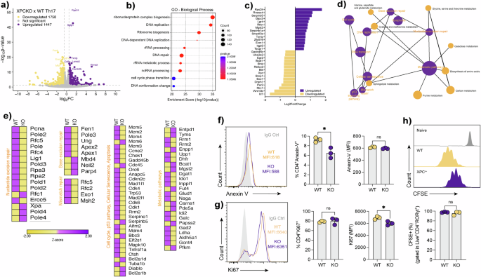 Fig. 5: XPC deficiency induces coordinated transcriptional changes linking DNA repair, metabolism, and proliferation in Th17 cells.