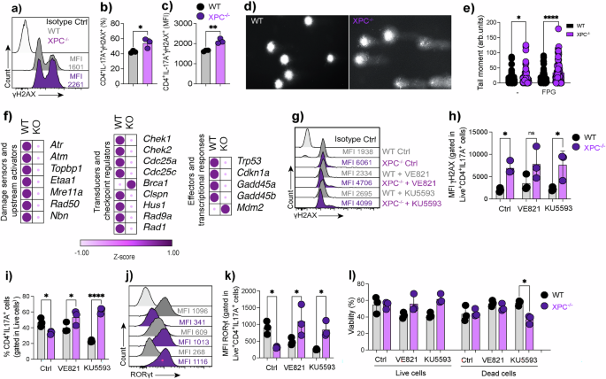 Fig. 6: Loss of XPC increases DNA damage in Th17 cells.