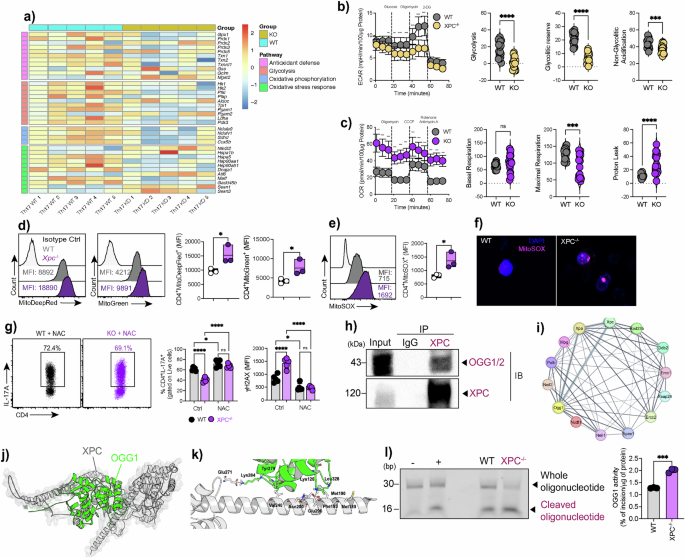 Fig. 7: Mitochondrial oxidative stress and OGG1–XPC interaction dynamics in Th17 cells.
