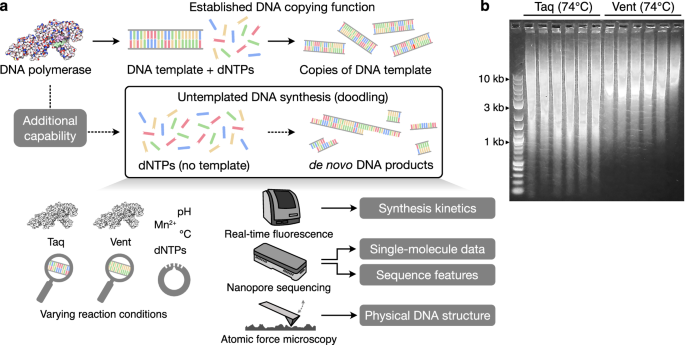 Fig. 1: Methodology to study doodling by DNA polymerases.