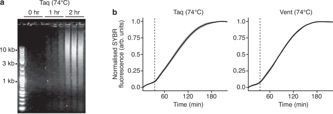 Fig. 3: Kinetics of doodling activity for the Taq and Vent polymerases.