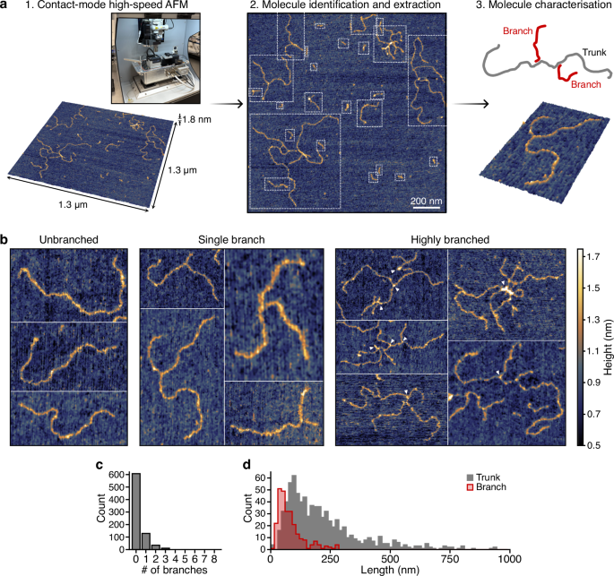 Fig. 5: Imaging of doodled DNA using atomic force microscopy.