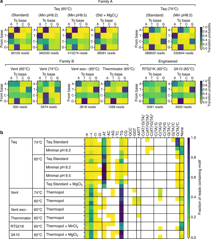 Fig. 7: Base transition probabilities and composition of repetitive sequence motifs in doodled DNA.