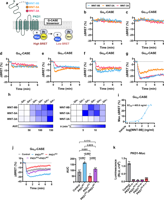 Fig. 1: Activation of PKD1 by WNT ligands induces Ga-Gβγ dissociation.