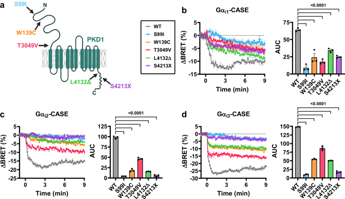 Fig. 2: Mutations in PKD1 disrupt WNT-induced Gai-Gβγ dissociation.