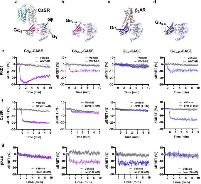 Fig. 3: Assessment of the mechanism of G protein coupling selectivity for PKD1.