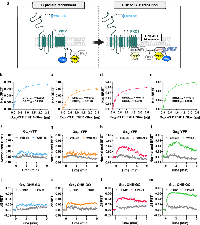 Fig. 4: WNT-9B induces the recruitment of Ga subunits to PKD1 and Gai-GDP to GTP exchange.