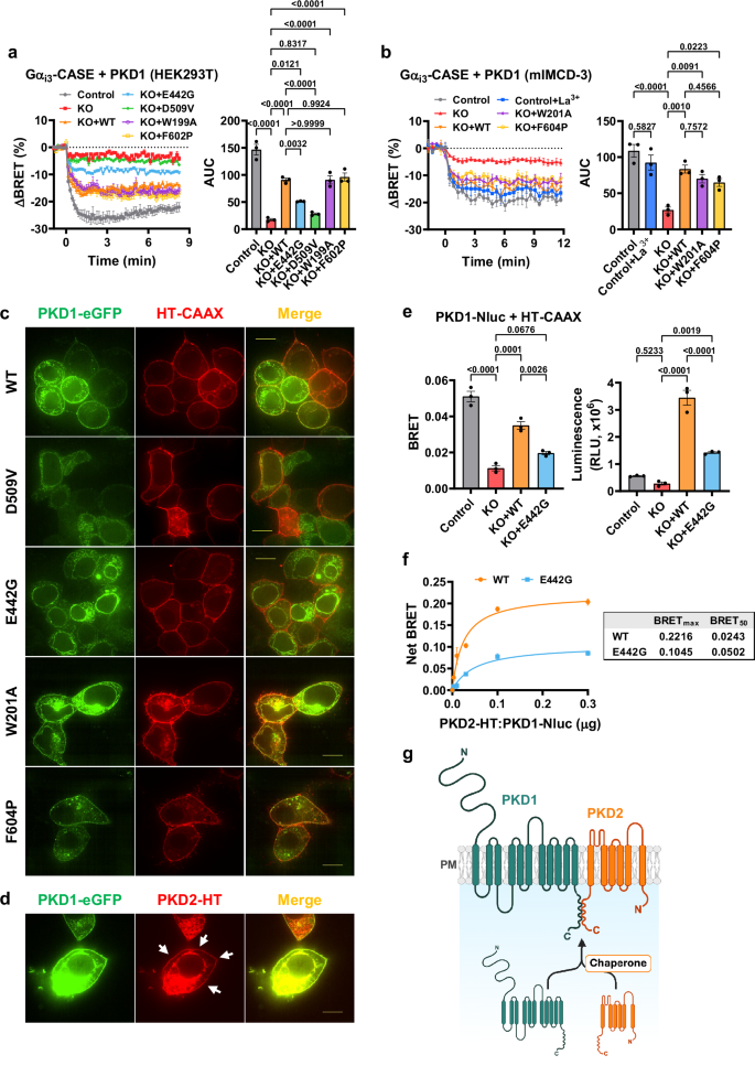Fig. 5: PKD2 enables PKD1 to function as a GPCR.