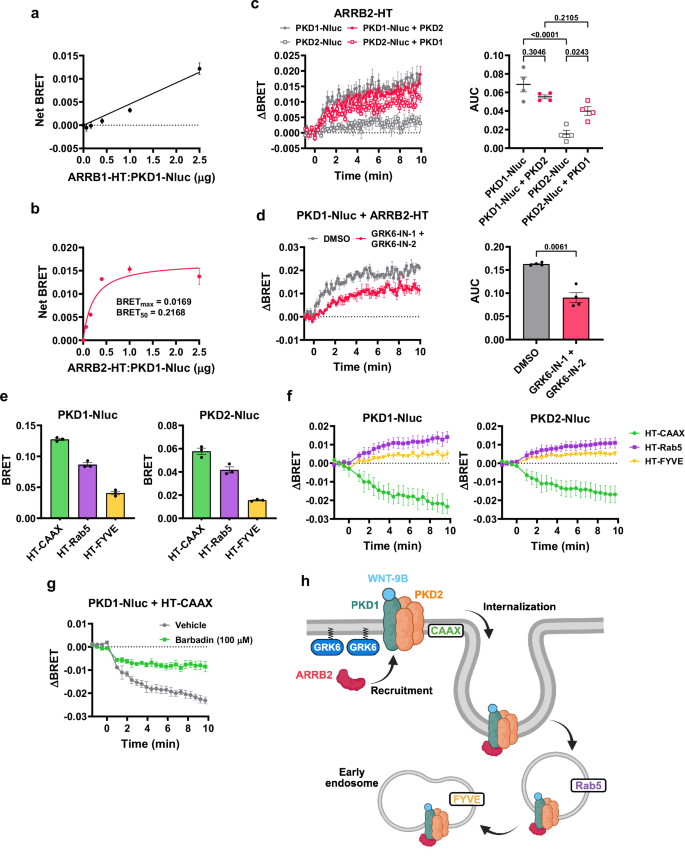 Fig. 8: ARRB2 functions downstream of GRK6 in mediating internalization of the PKD1/PKD2 complex.