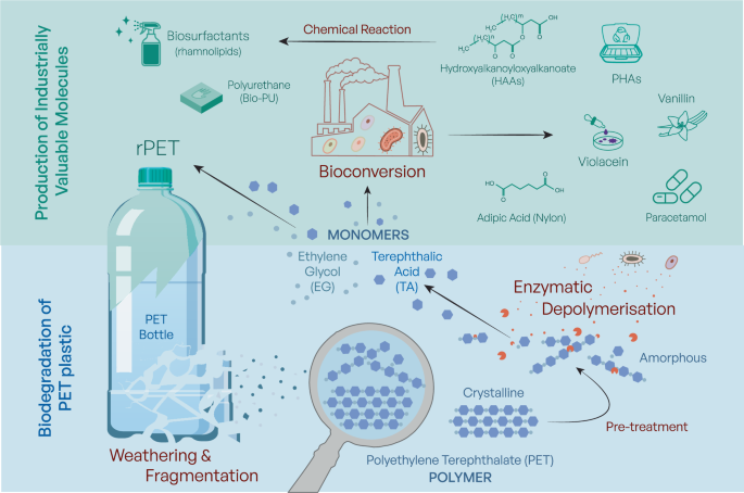 Fig. 1: Biological management and valorisation of poly(ethylene terephthalate) (PET) plastic waste.
