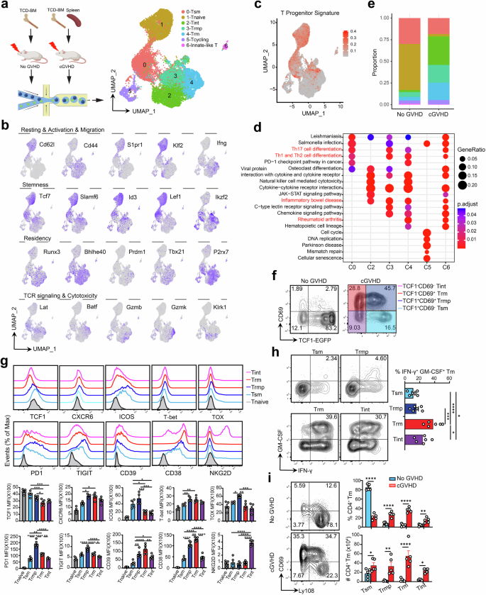 Fig. 1: scRNA-sequencing reveals CD4+ T cell heterogeneity in the liver of recipients with cGVHD.