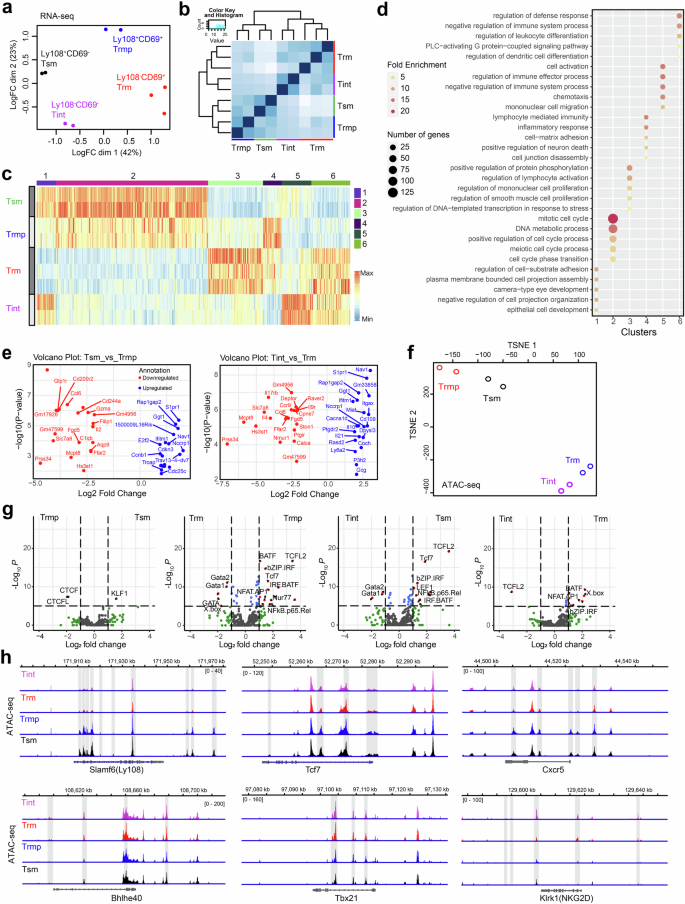 Fig. 2: Transcriptome and epigenetic remodeling of four Tm subsets.