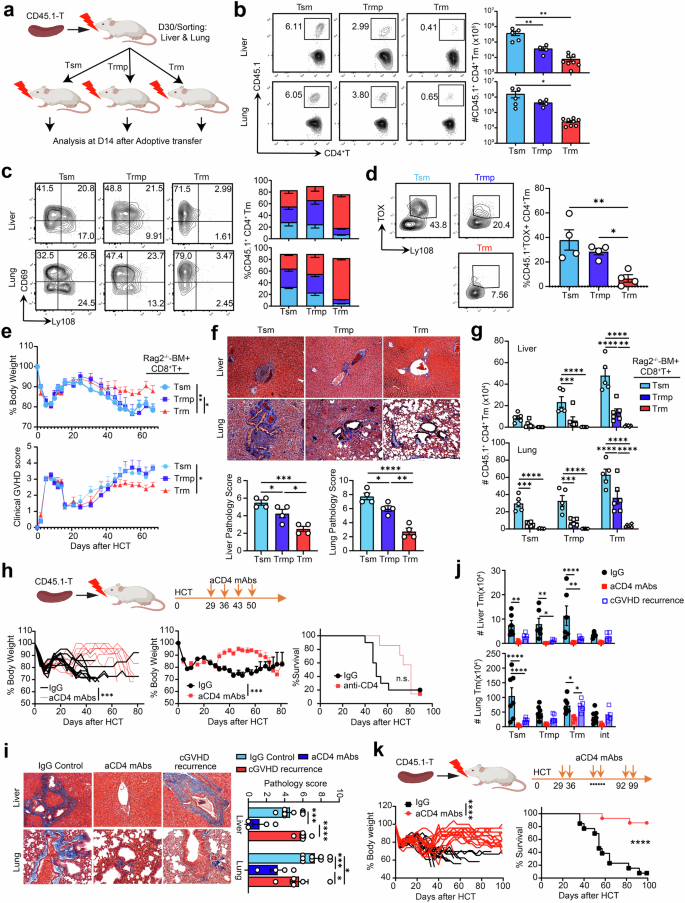 Fig. 4: Stem-like Tm cell differentiated and supported the pathogenic Trm pool in cGVHD target tissues.