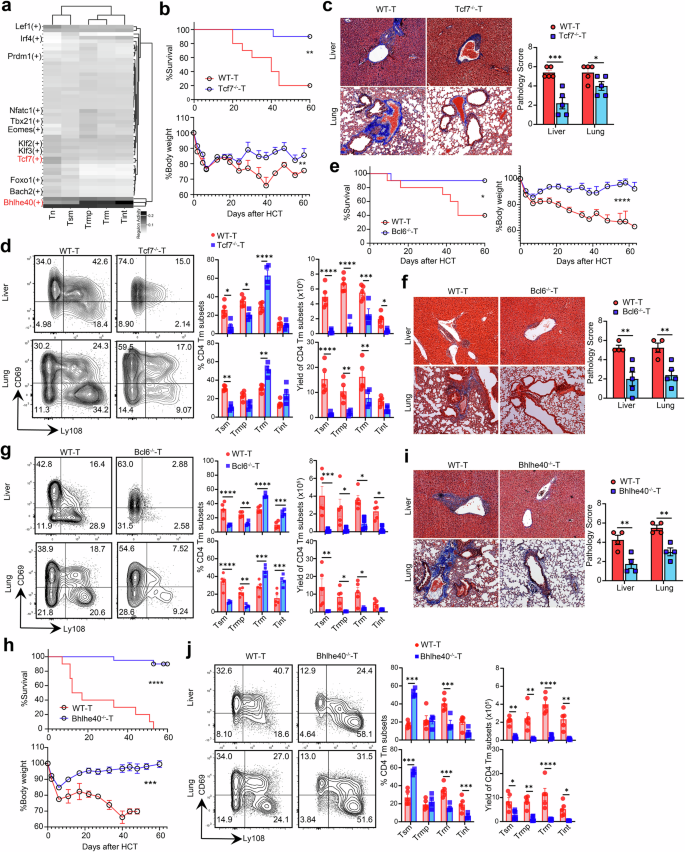 Fig. 5: TCF1 and BCL6 support the generation of Tsm, while BHLHE40 supports their differentiation into proinflammatory progeny in cGVHD target tissues.