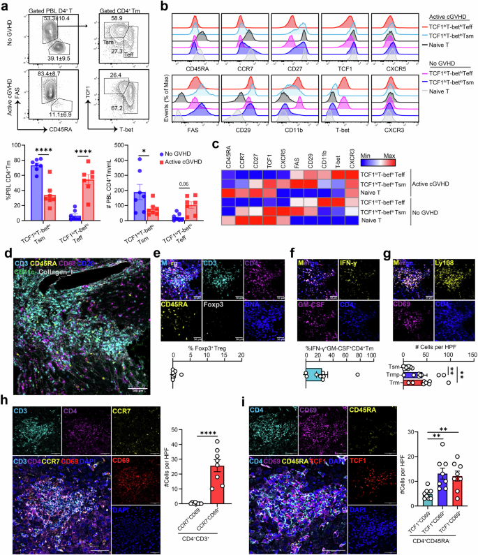 Fig. 7: Stem-like Tm cells were observed in circulation and in lymphoid structure of cGHVD patients.