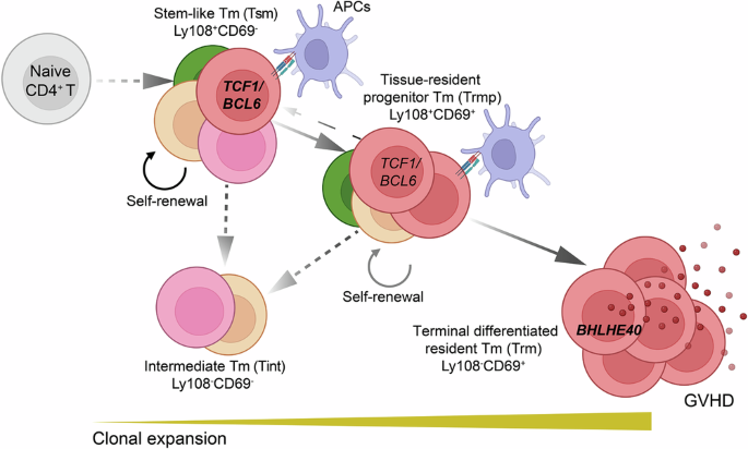 Fig. 8: Summary diagram of Tm subsets and Tsm differentiation in cGVHD target tissues.