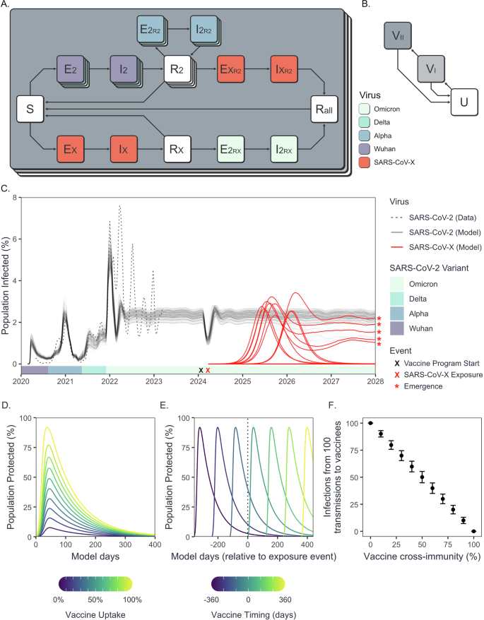 Fig. 2: An epidemiological model of SARS-CoV-2 and SARS-CoV-X co-circulation.