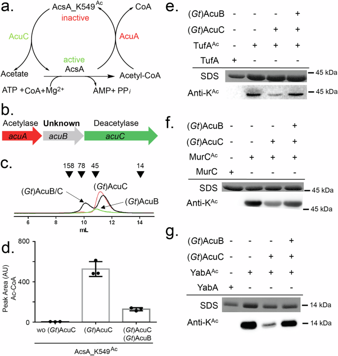 Fig. 1: AcuB inhibits the deacetylase activity of AcuC.