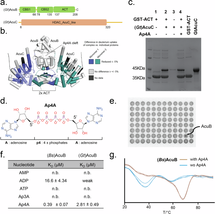Fig. 2: AcuB interacts with di-adenosine-tetraphosphate (Ap4A).