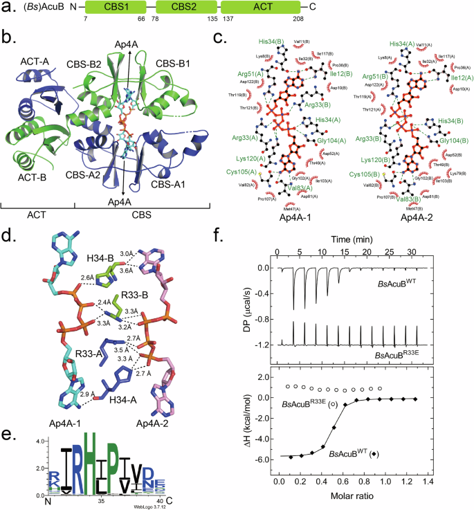 Fig. 3: Crystal structure of (Bs)AcuB bound to Ap4A.