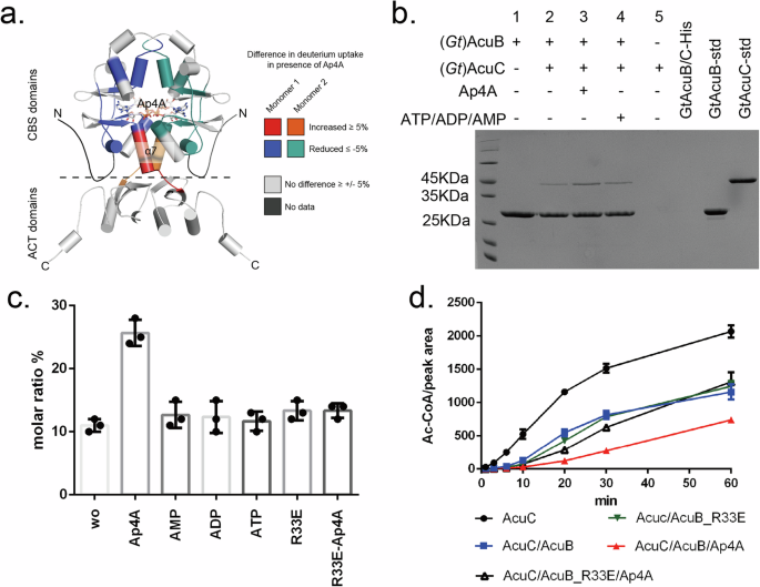 Fig. 4: Ap4A modulates the AcuB-dependent inhibition of AcuC.