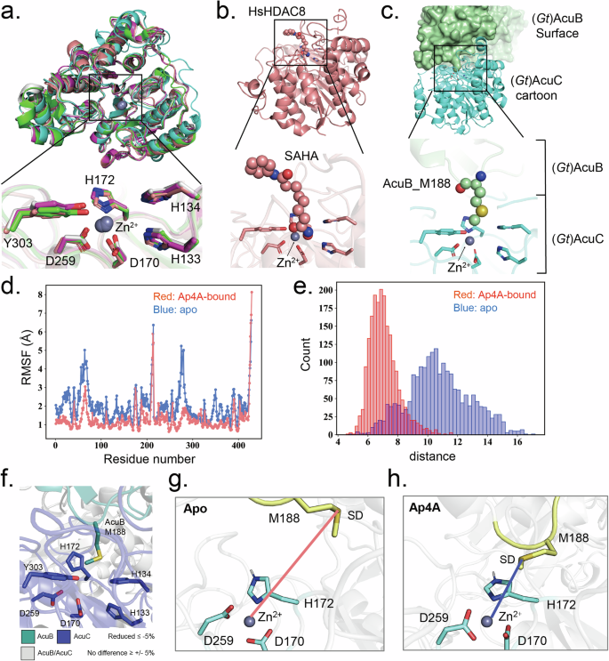 Fig. 5: Mechanism of AcuC inhibition by AcuB and its regulation via Ap4A.
