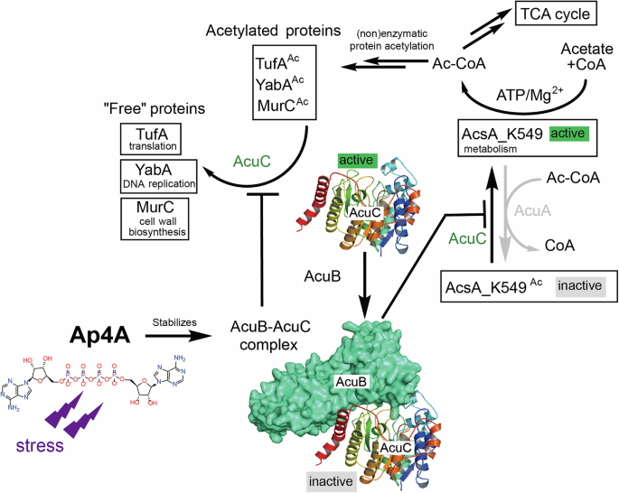Fig. 6: Ap4A broadly regulates protein acetylation by stabilizing AcuB and enhancing the AcuB–AcuC complex.