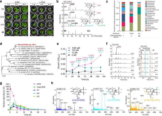 Fig. 1: The complete degradation of DON by Nocardioides sp. strain S5-5.