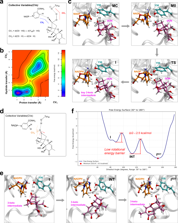 Fig. 4: C3-epimerization of DON via a transient 3-keto intermediate by DONepi.