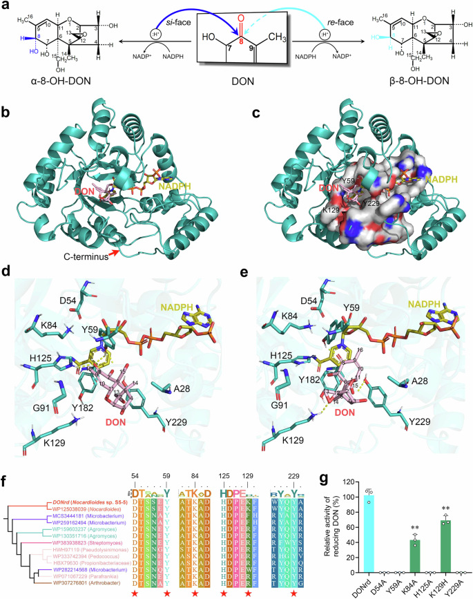 Fig. 5: C8-reduction of DON catalyzed by DONrd.