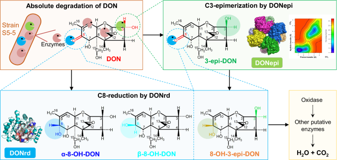 Fig. 6: Proposed mechanism for the complete degradation of DON.