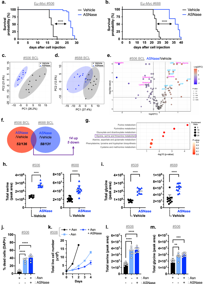 Fig. 1: ASNase treatment triggers elevated serine and glycine levels in tumor cells in vitro and in vivo.
