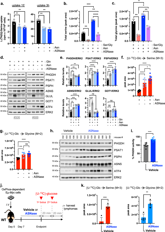 Fig. 2: De novo serine biosynthesis increased in B-cell lymphomas treated with ASNase in vivo.